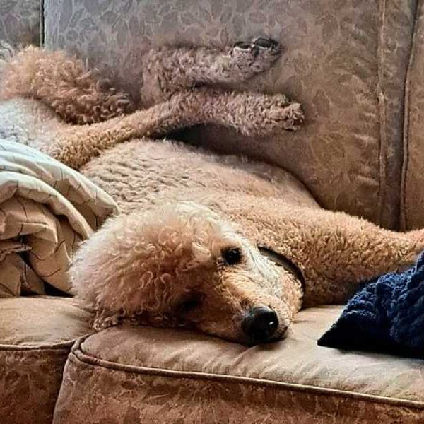 Scientists have discovered what dogs see in their dreams, and this is&hellip;