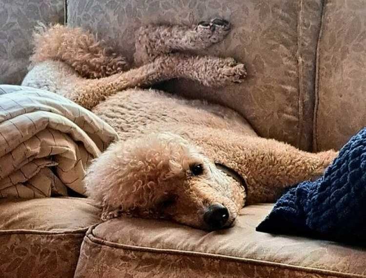 Scientists have discovered what dogs see in their dreams, and this is&hellip;