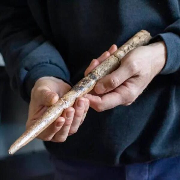 Oldest Known Whale Bone Tools Discovered in France and Spain