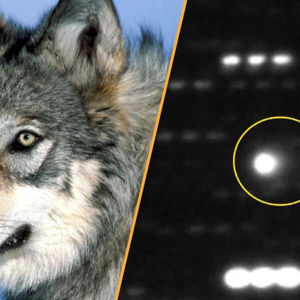 Science News This Week: Wolves Help Restore Trees in Yellowstone and Largest&hellip;