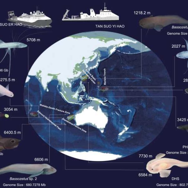 All fish in the Mariana Trench have the same unique mutations