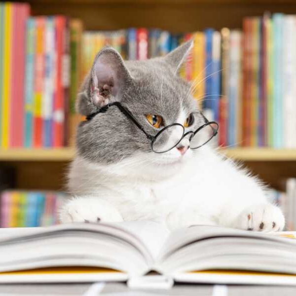Cat Quiz: Can You Get a Perfect Score?