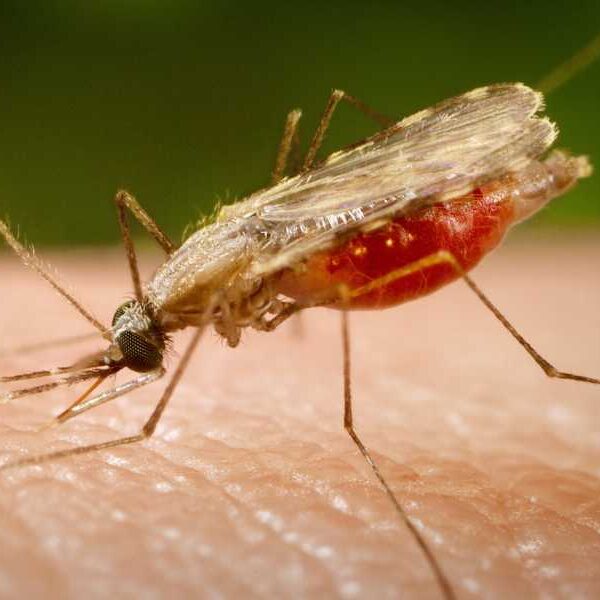 Drug makes blood toxic to malaria-spreading mosquitoes