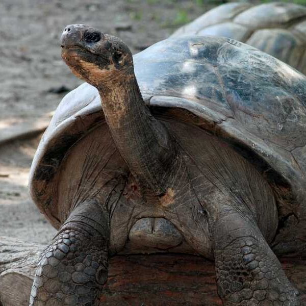 100-year-old giant tortoise breeds for the first time at Philadelphia Zoo