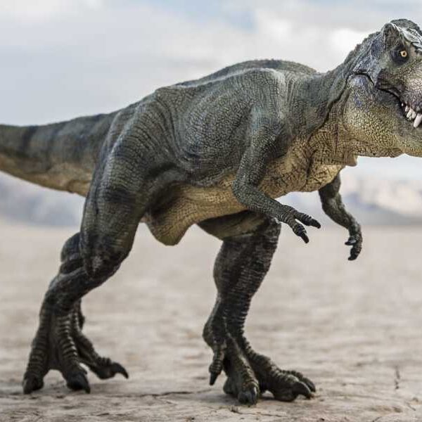 Scientists Say T. Rex Could Have Evolved in North America After All