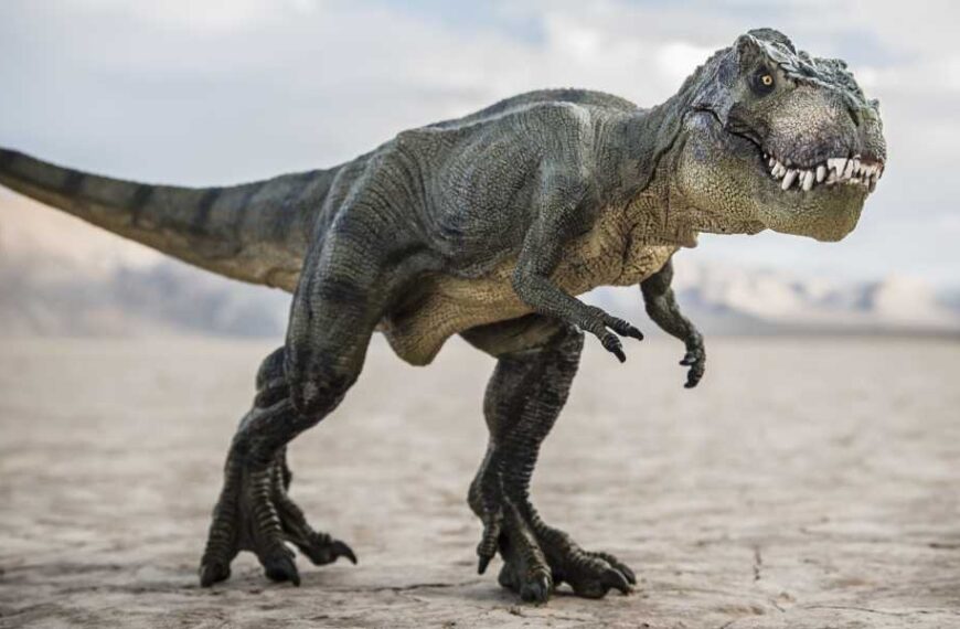 Scientists Say T. Rex Could Have Evolved in North America After All