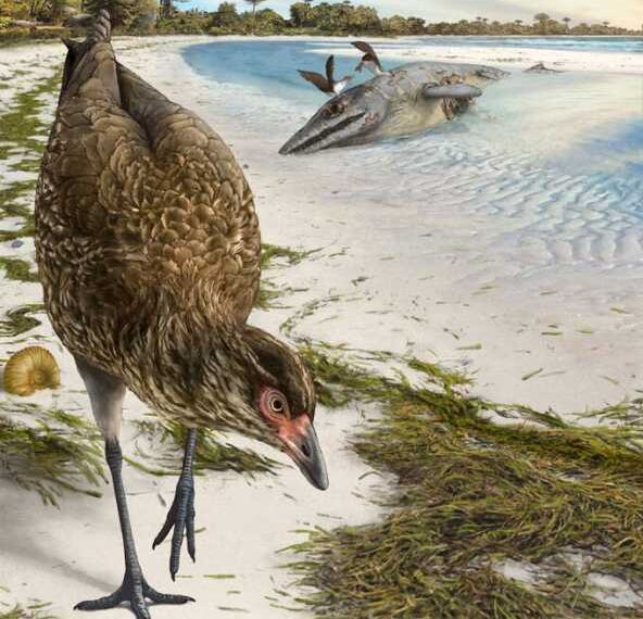 The oldest modern bird fossil ever found has been dubbed the ‘Miracle&hellip;