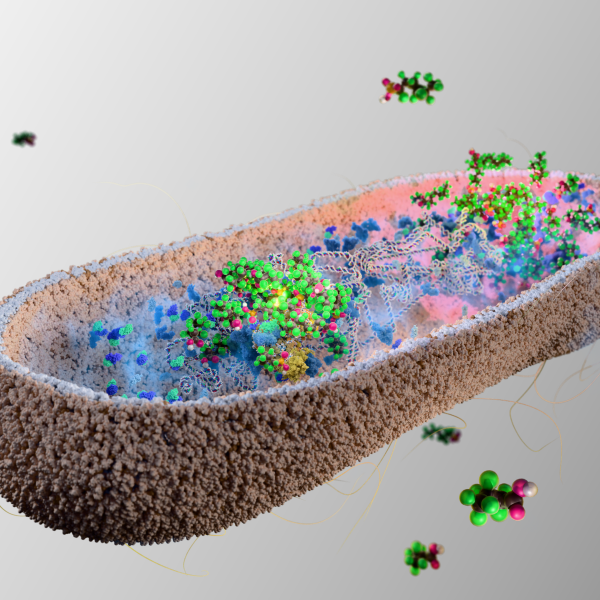 Gut bacteria help cleanse lab mice of toxic ‘forever chemicals’