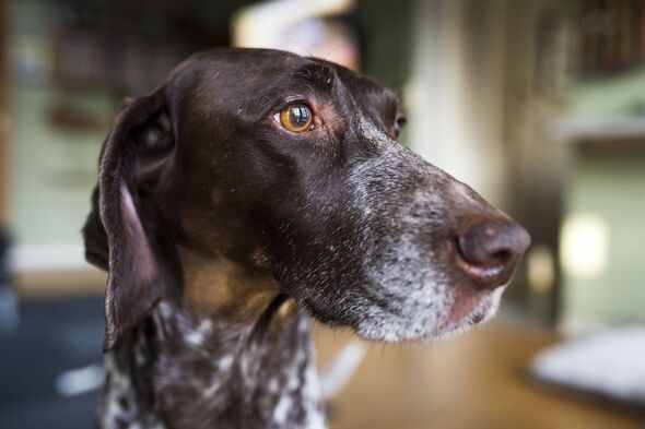 Hound’s stunned response to feline floors owner.