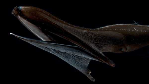 Pelican Eel: Deep-Sea Swallower with an Enormous Maw