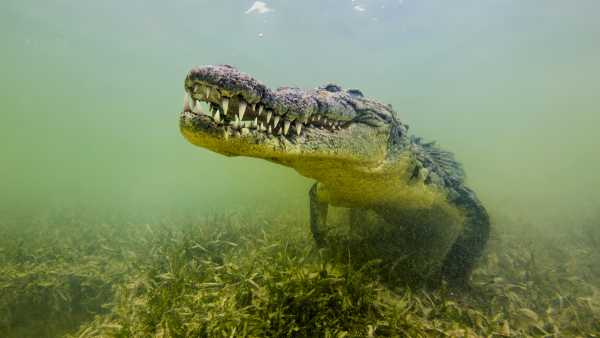 Ocean-faring crocs colonized Seychelles pre-humanity, then vanished.