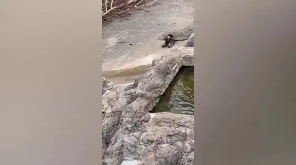 Zoo’s Popular Monkey and Toy Captivate Japanese Visitors