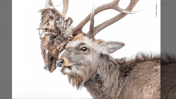 Deer with decaying trophy head and frolicking lynx vie for&hellip;