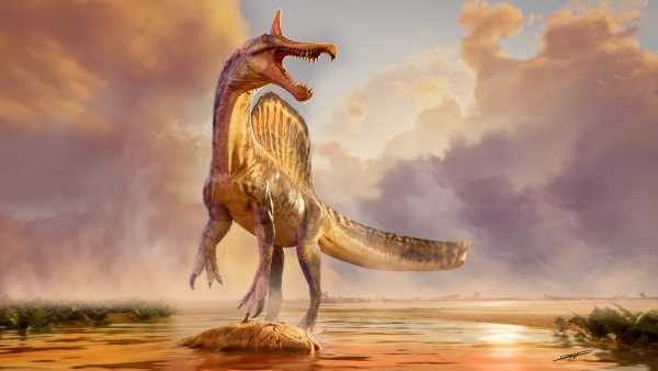 Spinosaurus: Ancient Sahara Wader with a Curved Head Crest, Dubbed…