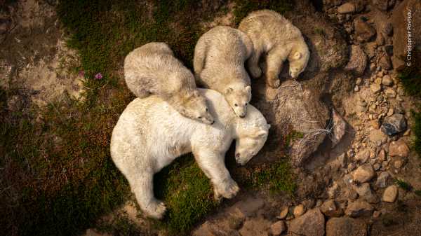 Bleak image shows polar bear mother and cubs lounging in summer mud.