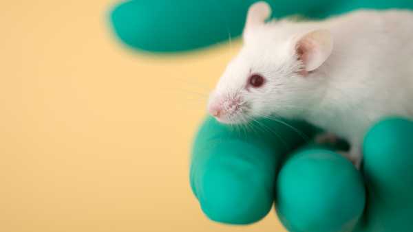 Broad-spectrum nose drop immunization defends mice from viruses, microbes, and…
