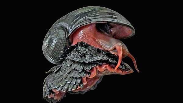 Snail with scaly feet: the armored hermaphrodite with a colossal heart that&hellip;