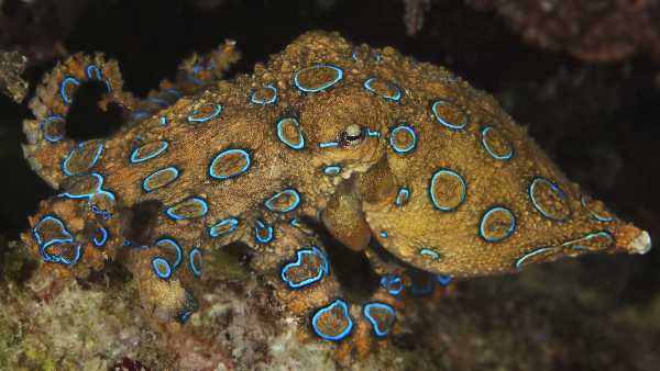 Why is the blue-ringed octopus so lethal?