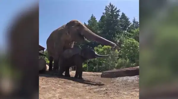 Tycoon of California vineyards falls victim to elephants during hunt in Gabon