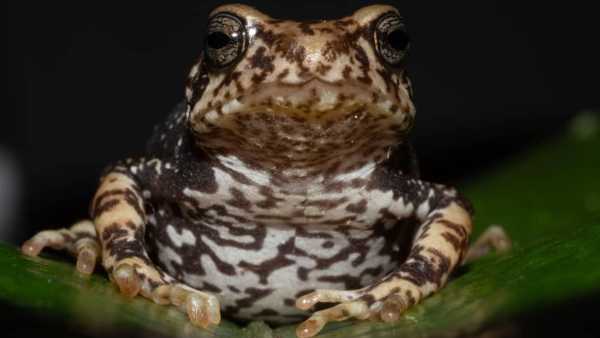 Brand-new discovered frogs bypass the tadpole phase and produce live&hellip;