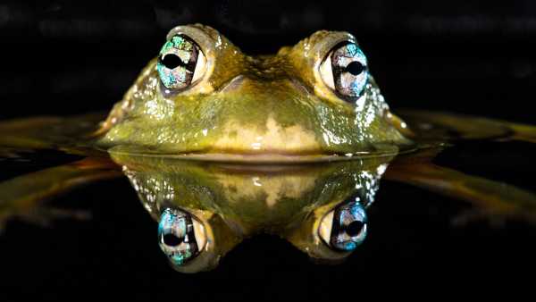 Wie atmen und trinken Frösche durch ihre Haut?