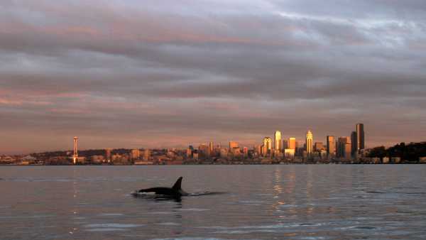 Alaskan orcas that eat mammals baffle experts near Seattle.