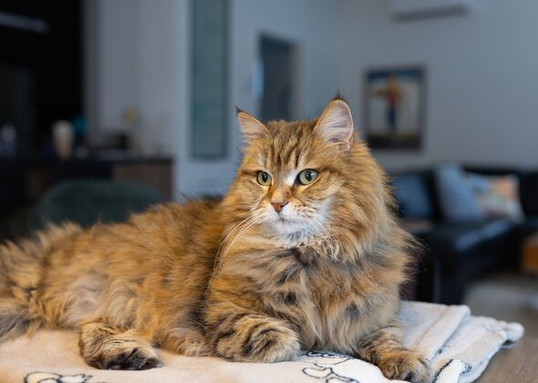 Feline discovered ‘weeping’, ownerless, yet a joyful conclusion unfolds.