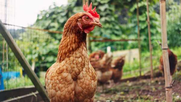 Can chickens truly scurry about with their heads severed?