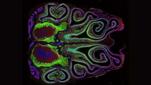 Map of Mouse Nasal Cavity Offers Unforeseen Insights into Olfaction
