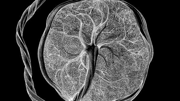 Ninguém sabe o que são: Pesquisadores descobrem novo tipo de&hellip;