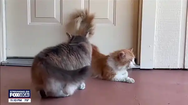 Estranged feline discovered in unfamiliar cellar reunited with its kin following a&hellip;