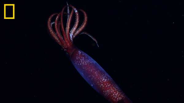 Squid rouge effrayant aux grands crochets flotte dans la zone de minuit&hellip;