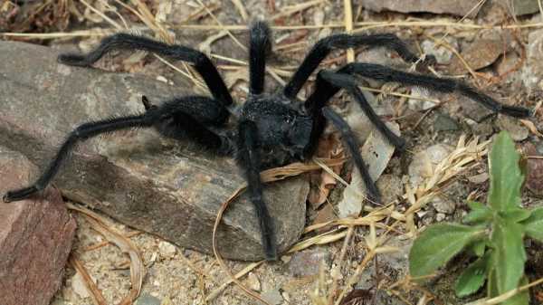 “Seems size truly is important”: Male 4 newly discovered tarantula varieties boast…