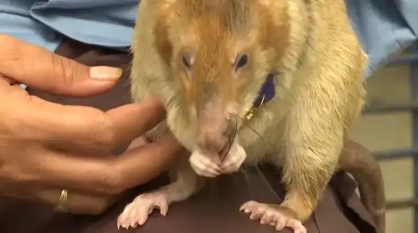 Magawa, renowned rat skilled in landmine detection, recognized with monument in Cambodia