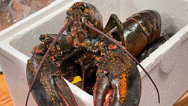 New research affirms that lobsters experience pain, prompting scientists to&hellip;
