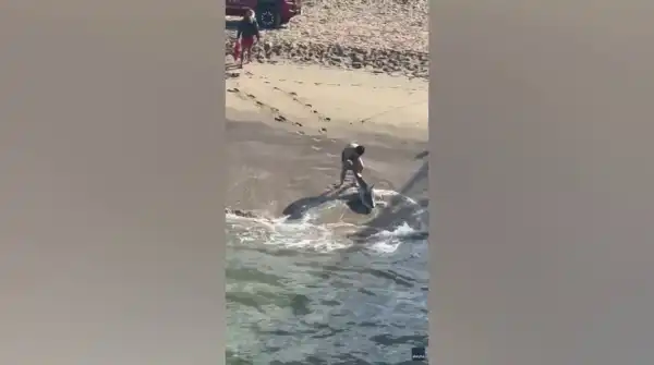 Young angler battles shark amid crashing waves