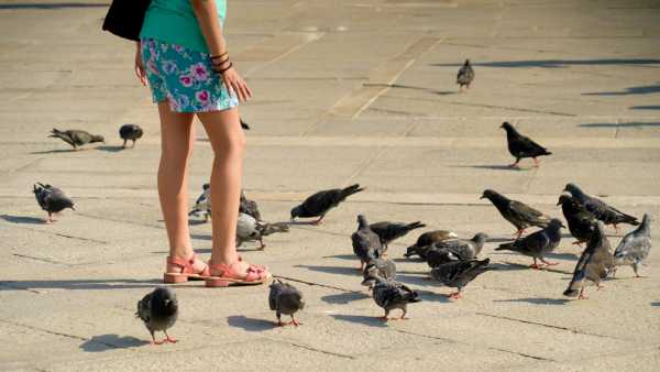 Urbane avian species seem to hold less aversion towards males than females,&hellip;