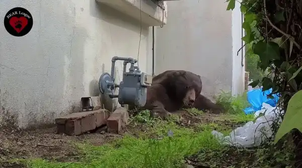 Gatlinburg Police Rescue Black Bear That Locked Itself in Hotel Bathroom in&hellip;