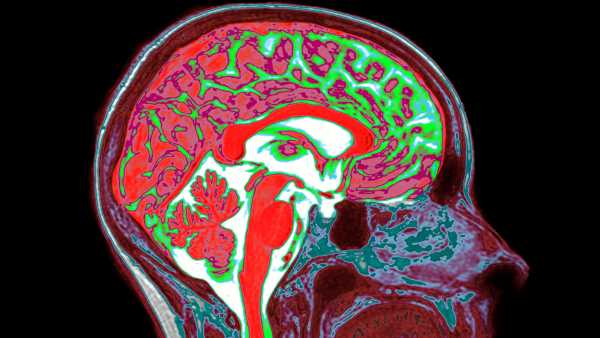 Estrogen influence sur le cerveau masculin et féminin, modifiant les réactions au&hellip;