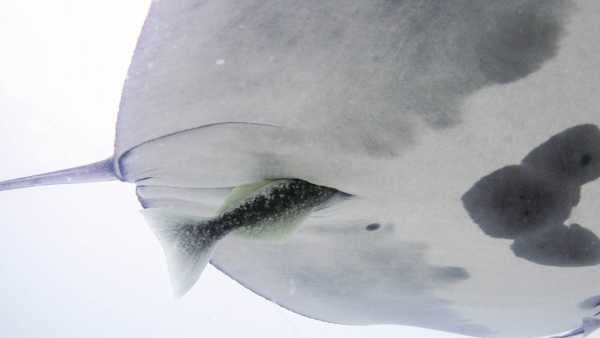 ‘A mix of wonder and dread’: Fish hitch rides inside manta ray…