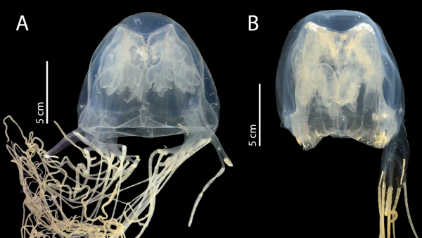 Marine biologists find extremely poisonous sea wasp close to Singapore’s ‘Pulau Semakau’