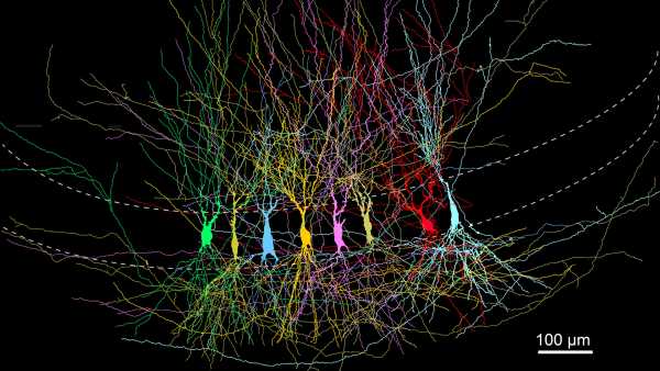 Infancy amnesia: a new mouse study sheds light on why&hellip;
