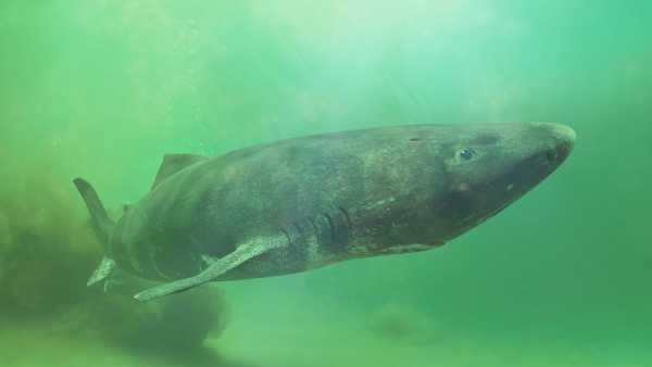 **Greenland Shark’s First Full Genome Sequence Offers Insights into Their Remarkable Lifespan**