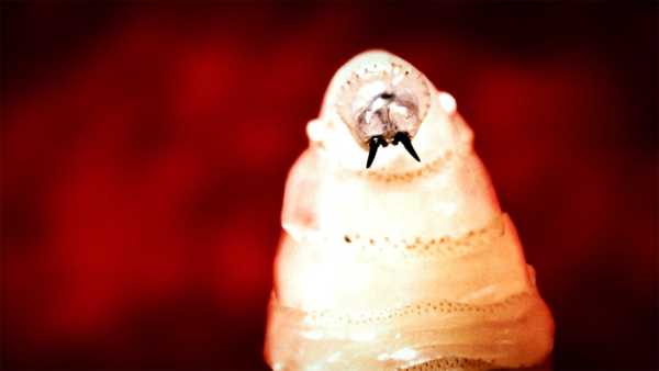 Texas bovine afflicted with flesh-eating screwworm. Is there a threat…