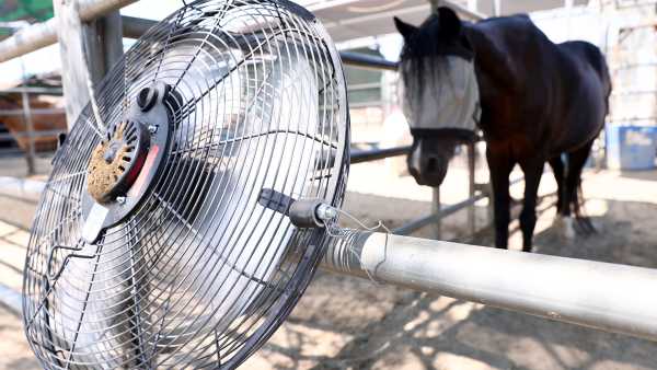 Hot weather: Heatwaves lead to altered thinking in animals, increasing their aggression…
