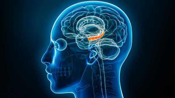 L’œstrogène dans le cerveau masculin et féminin peut façonner la&hellip;