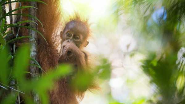 Cyclone devastates world’s rarest great ape, claiming 7% of its&hellip;