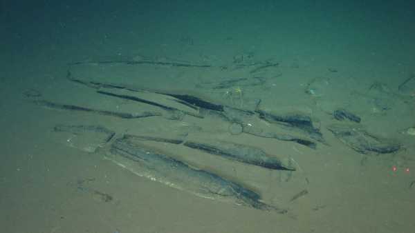 L’incroyable découverte : un cimetière de baleines vieux de 5 millions d’années…