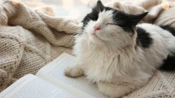 Outdoor cats may encounter harmful microorganisms; discover how to safeguard yourself and&hellip;