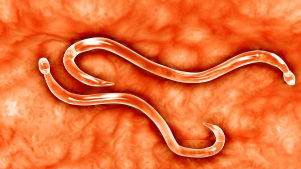 Intestinal parasite converted into antitoxin producer, capable of residing within the body…